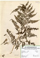 藏品(稀子蕨)的圖片